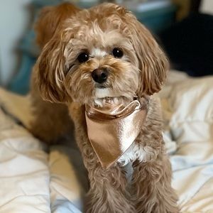 Denim Foil Pet Bandana